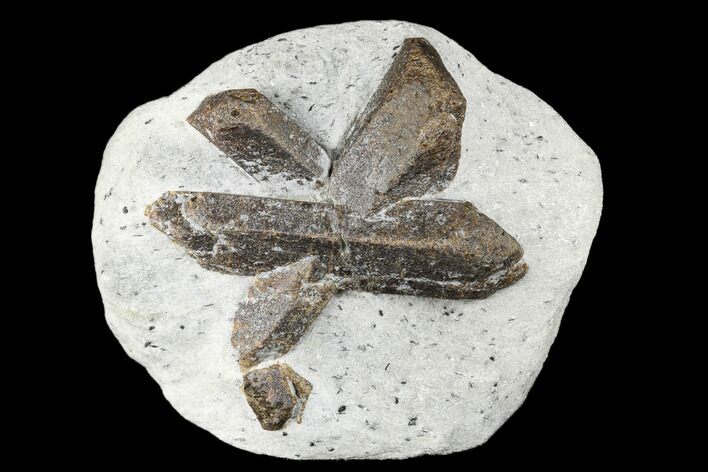 Twinned Staurolite Cross In Mica-Schist - Pestsovye Keivy, Russia #175674